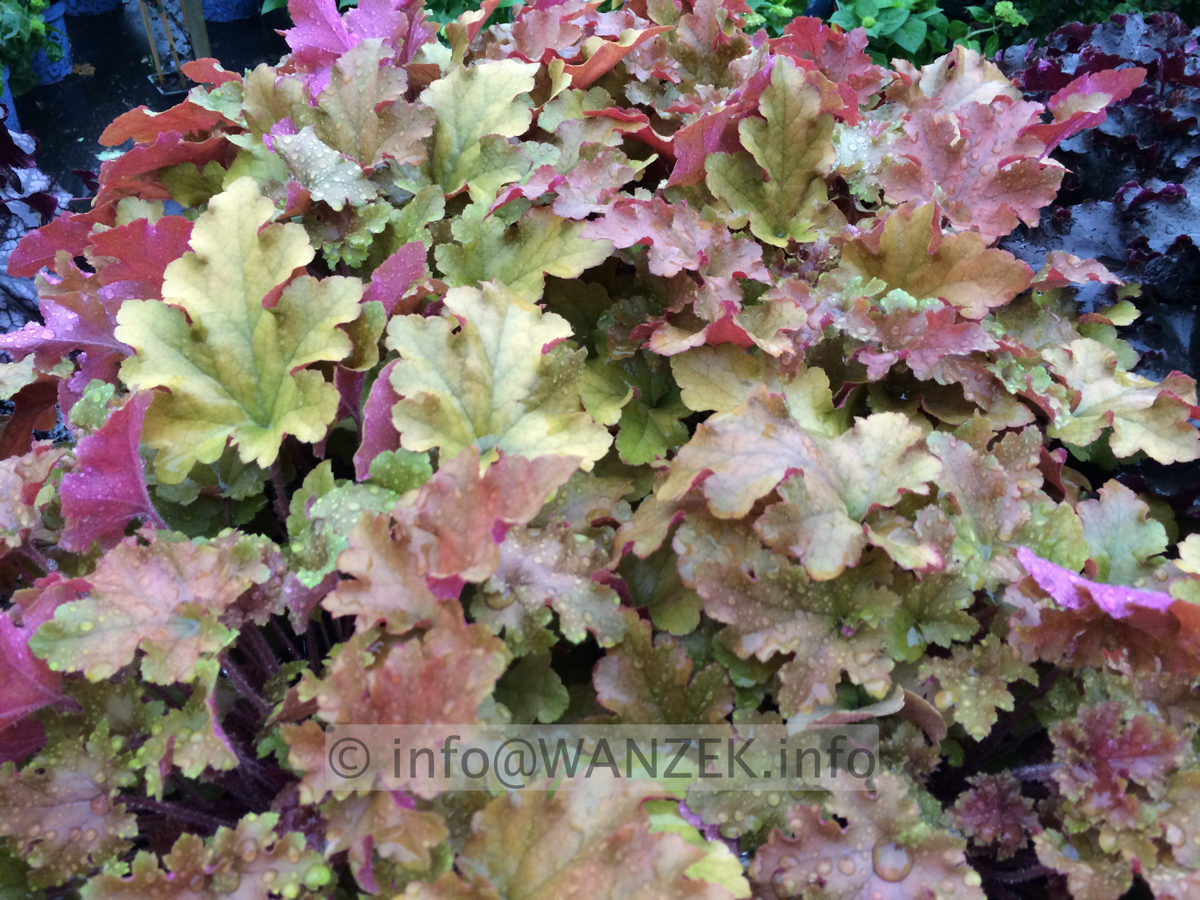 Heuchera Hybride Caramel 05.JPG